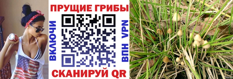 Псилоцибиновые грибы ЛСД  мега маркетплейс  Зима  цены  