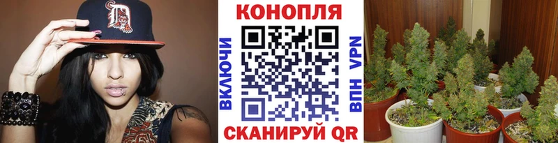 Бошки Шишки гибрид  Зима 